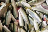 Mỹ đánh giá loại cá "tốt bậc nhất thế giới", người Việt gặp hàng ngày ngoài chợ