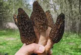 Loài cây mọc hoang ở Việt Nam, "trời Tây" bán 13 triệu đồng/kg