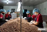 Hạt điều Việt và cuộc chuyển mình khỏi "lời nguyền gia công" - Kỳ cuối: Khẳng định thương hiệu, nâng tầm giá trị