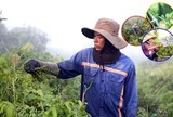 Nhọc nhằn nghề hái rau đọt choại vùng ven TP Hồ Chí Minh