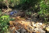Giấc mộng vàng và nước mắt rừng phòng hộ Yên Na - Bài 1: Giấc mộng đổi đời từ... tin đồn