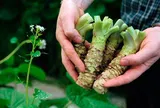 Loại củ đắt đỏ "bậc nhất thế giới", giá hơn 6 triệu đồng/kg, Việt Nam đã trồng thành công