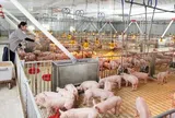 Lợi nhuận quý II/2026 của Dabaco lao dốc