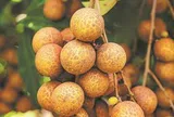 Trung Quốc vừa lập kỳ tích ngành rau quả: Tạo ra giống vải lai nhãn đầu tiên trên thế giới, chuẩn bị cho thu hoạch trong tháng 9