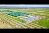 Vì sao Thaco Agri bị xử phạt?