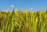 Không phải Thái Lan, xuất hiện một đối thủ mới của gạo Việt Nam: Đặt mục tiêu xuất khẩu 3 triệu tấn gạo, đang bội thu đơn hàng tại Philippines