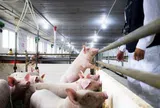 Tỷ phú Trần Đình Long bán 151.000 con heo, 87 triệu quả trứng gà trong quý 3