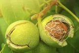 Không ăn cá hồi vẫn bổ sung Omega-3 với những thực phẩm quen thuộc này