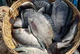 Không phải cá ngừ hay cá tra, Trung Quốc lo gặp khó với mặt hàng Việt Nam đang đứng thứ 3 châu Á: Tồn kho giảm gần một nửa, protein cao hơn cả cá hồi
