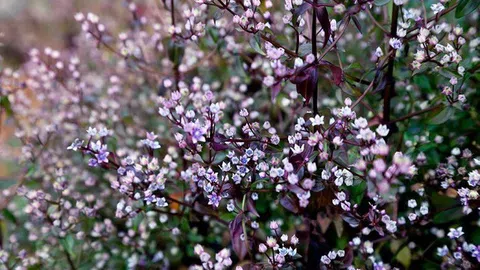 Tháng 11 lên Tà Chì Nhù ngắm hoa chi pâu nở trong mây