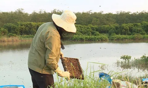 Những người giữ rừng bằng đàn ong: Chuyện nghề ở vùng ngập mặn Ninh Bình