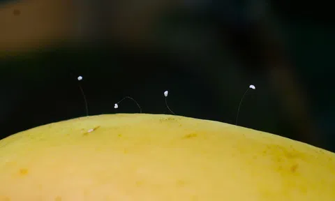 Con gái nuôi võ sĩ Nguyễn Trần Duy Nhất phát hiện hoa Ưu Đàm nở trên quả chuối