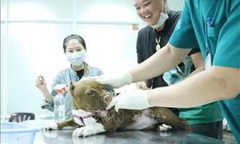 TP Hồ Chí Minh: Hỗ trợ 50% chi phí tiêm vaccine phòng dại tại 5 huyện ngoại thành