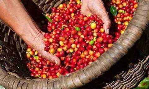 Giá cà phê Robusta trong nước tăng kỷ lục, lo ngại nguồn cung giảm mạnh