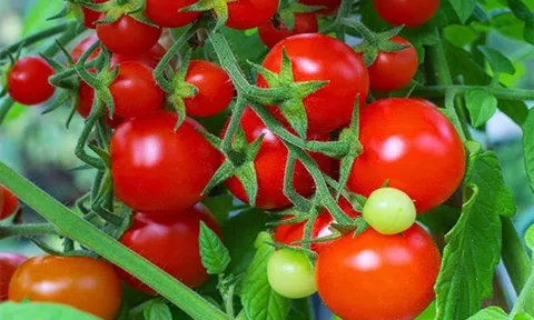 Giá nông sản hôm nay 14/5: Dừa xiêm Bến Tre hút hàng, cà chua được giá, sầu riêng giảm