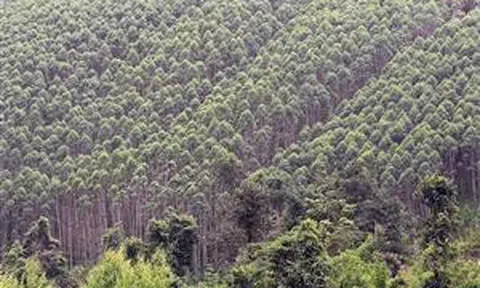 Thanh Hóa: Xử lý dứt điểm vi phạm tại các điểm thu mua nguyên liệu gỗ rừng trồng tự phát