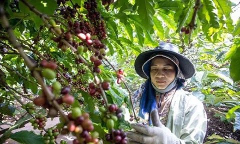 Cà phê dự kiến tăng mạnh: Xuất khẩu năm 2024 có thể đạt mức 5 tỷ USD