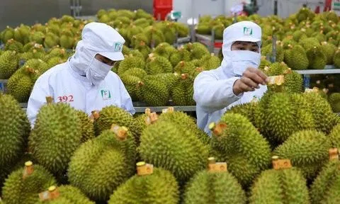 Xuất khẩu rau quả "vào đà": Để sầu riêng Việt Nam ngày càng đi xa hơn