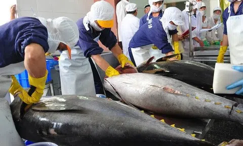 Hệ thống vận tải thuận lợi thúc đẩy xuất khẩu cá ngừ Việt Nam sang Nga