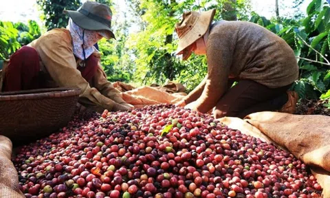 Giá cà phê biến động: Xuất khẩu cà phê có thể chinh phục mốc 5 tỷ USD?