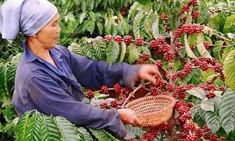 Giá cà phê trong nước tiếp tục tăng: Nhận định tuần mới khởi sắc