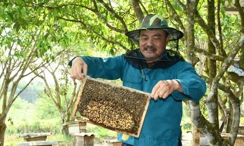 Nuôi vài tổ ong thử nghiệm, không lâu sau có hàng trăm đàn ong mật, người dân thu "lãi khủng"