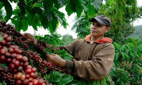 Giá cà phê xuất khẩu tăng: Cánh cửa rộng mở cho cà phê năm 2024 chinh phục đỉnh cao mới