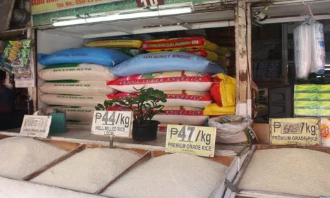 Cơ hội lớn cho gạo Việt Nam khi Philippines giảm mạnh thuế nhập khẩu