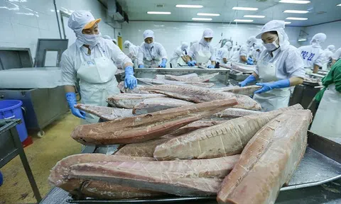Xuất khẩu cá ngừ đóng hộp sang EU ngày càng tăng