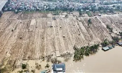 Nỗ lực 'hồi sinh' vùng trồng đào Nhật Tân sau bão lũ