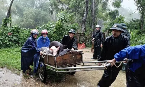 Nghệ An: Mưa lớn gây sạt lở nghiêm trọng, nhiều hộ dân phải di dời