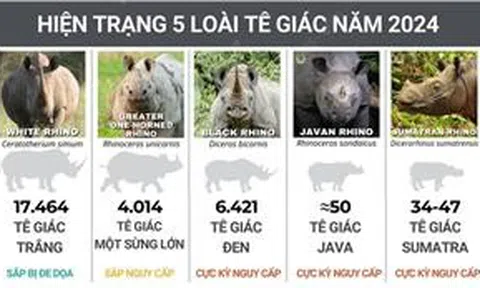 Ngày Tê giác thế giới 22/9: Thế giới còn chưa tới 28.000 con tê giác