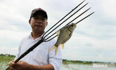 Ảnh: “Săn” cá giữa đồng sau ngày lũ rút ở Thừa Thiên-Huế