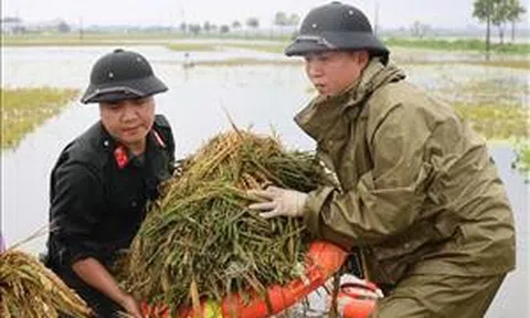 Công an giúp dân huyện Chương Mỹ gặt lúa ngập nước sau bão