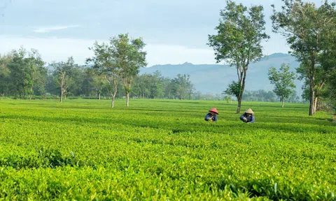 Du lịch...trà