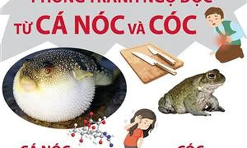 Phòng tránh ngộ độc từ cá nóc và cóc