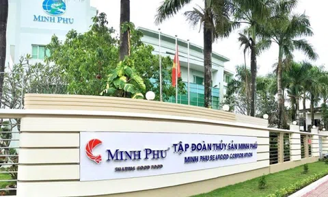 Kinh doanh thua lỗ, “vua tôm” Minh Phú vẫn chi hàng trăm tỷ đồng trả cổ tức