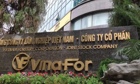 Vinafor (VIF) ước lãi sau thuế đạt 325 tỷ đồng năm 2024