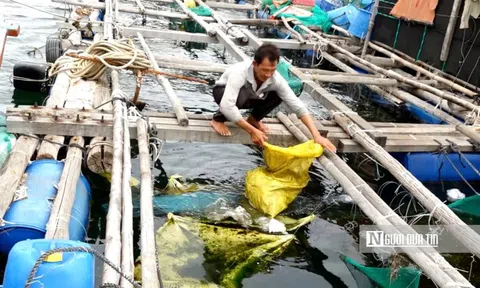 Gom rác từ biển vào bờ, người dân Phú Yên ngăn nỗi lo tôm cá chết hàng loạt