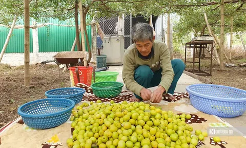 Hải Phòng: “Táo muối” Bàng La tăng giá gấp đôi vụ Tết