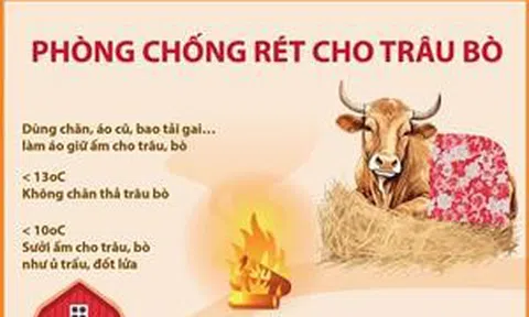 Phòng chống rét cho trâu bò