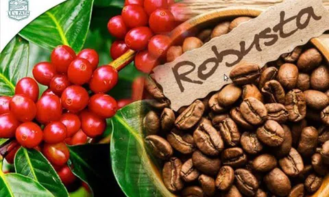 Giá cà phê Robusta gần chạm mức lịch sử, giá dầu quay đầu lao dốc