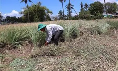 Trồng sả thích ứng hạn mặn lãi gấp ba lần lúa