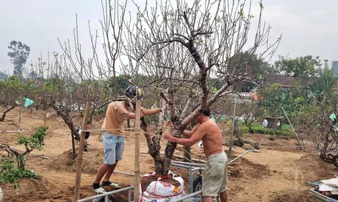 Nông dân Nhật Tân tất bật chăm sóc vườn đào sau Tết