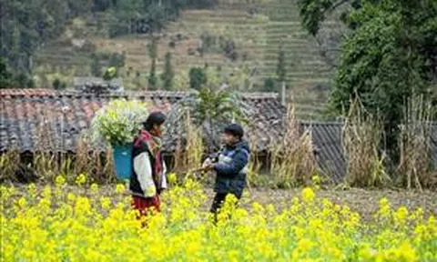 Du Xuân trên cao nguyên đá Đồng Văn