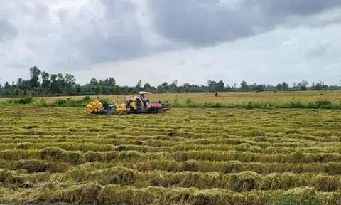 Chủ động thu hoạch lúa đông xuân trước đợt xâm nhập mặn sâu nhất