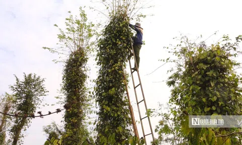 Giá "vàng đen" lập đỉnh, nông dân chật vật tìm người thu hoạch