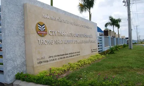 Cao su Thống Nhất (TNC) lãi quý I tăng 95% nhờ giá chuối