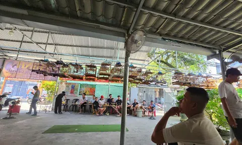 Huế: Mang theo chim cảnh đi uống cà phê phải có "giấy khai sinh"
