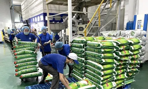 Lợi nhuận doanh nghiệp gạo sụt giảm quý I/2025 dù tăng xuất khẩu